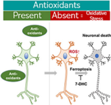 Three illustrations of motor neurons. The motor neurons undergo ferroptosis and lead to cell death when exposed to oxidative stress. On the other hand, the presence of antioxidants suppresses cell death.