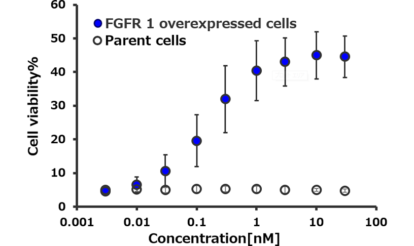 A graph illustrating that the synthesized peptide dimer promotes cell proliferation in cells expressing FGFR, but not in cells lacking FGFR expression.