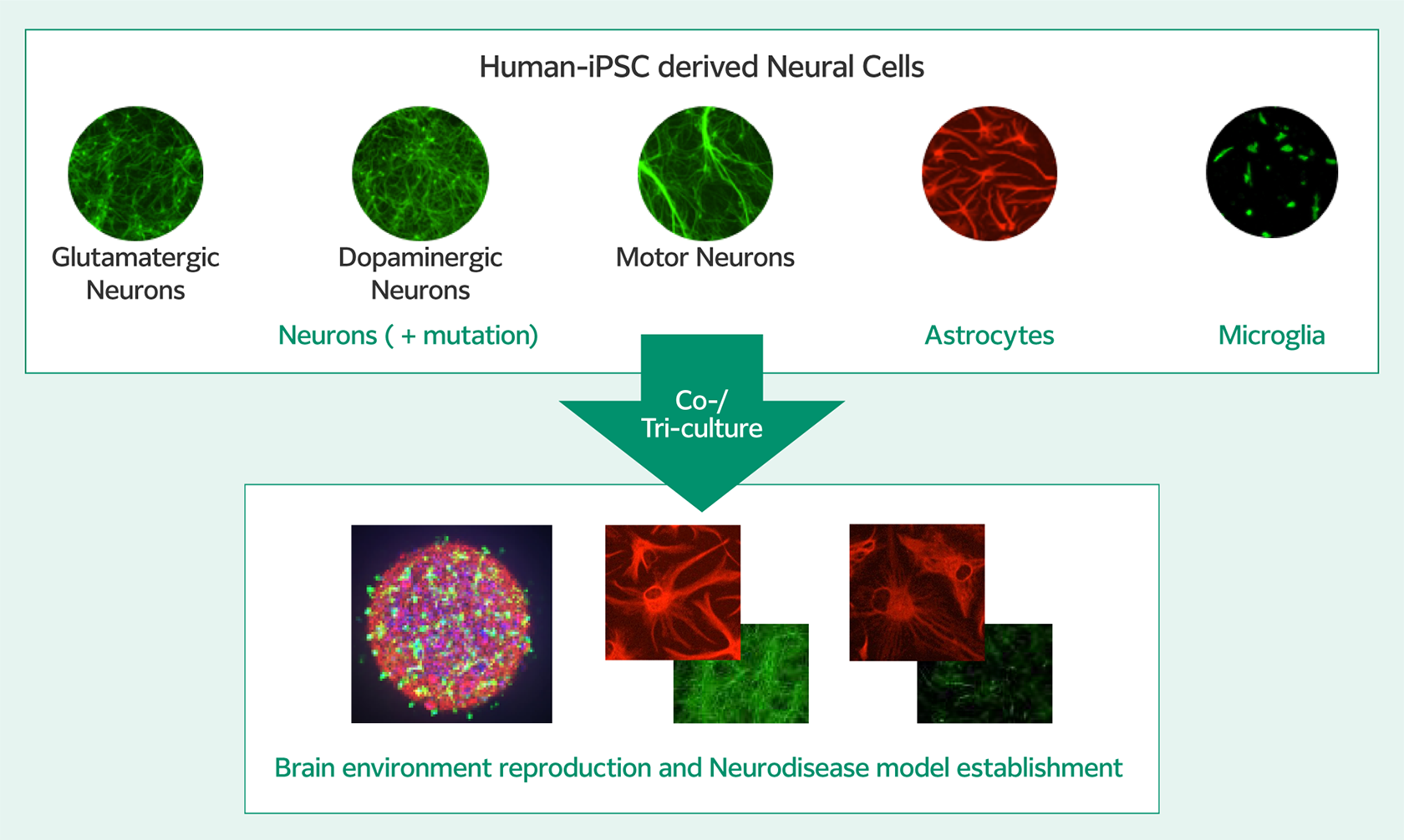 Fluorescent microscope images of neurons and co-cultured neurons. By co-culturing astrocytes and microglia and controlling their cellular ageing state, it is possible to reproduce cell-cell interactions similar to those observed in the brain and establish a model of neurodegenerative diseases.