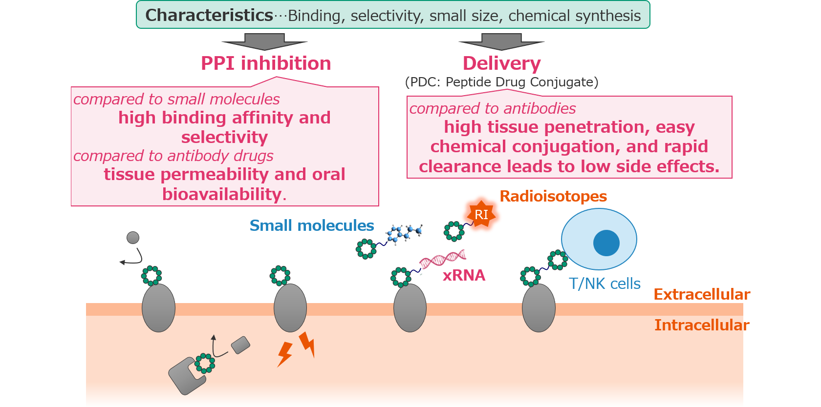 Key examples of peptide applications in the pharmaceutical field Peptides are expected to be utilized for applications such as modulating protein–protein interactions, which are difficult to target with small molecules, and in drug delivery systems that leverage their strong binding affinity to target proteins.