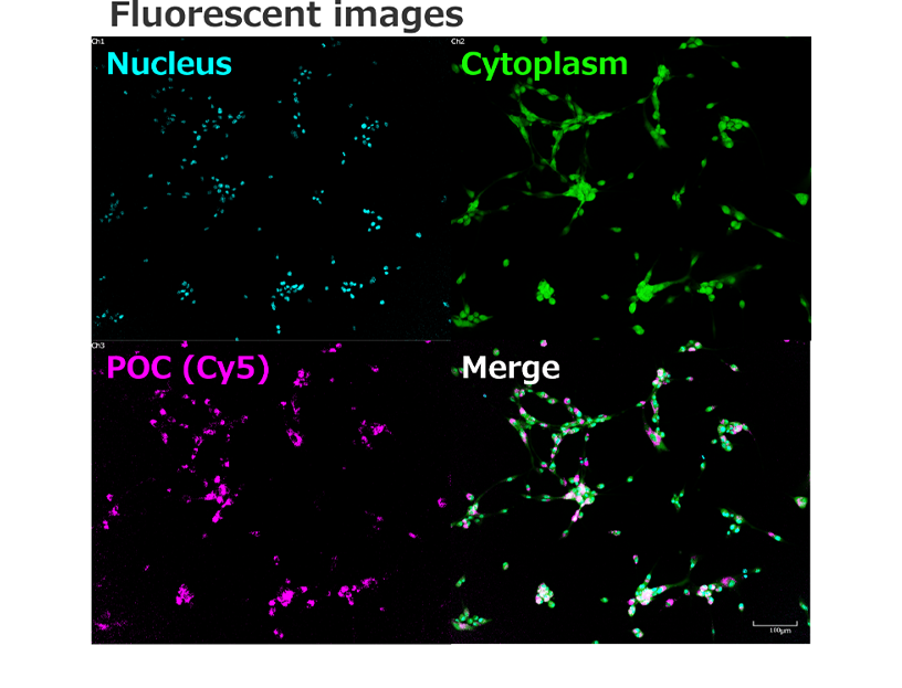 Fluorescent images of cells.These pictures  show Peptide-oligonucleotide conjugate is localized in cytoplasm.