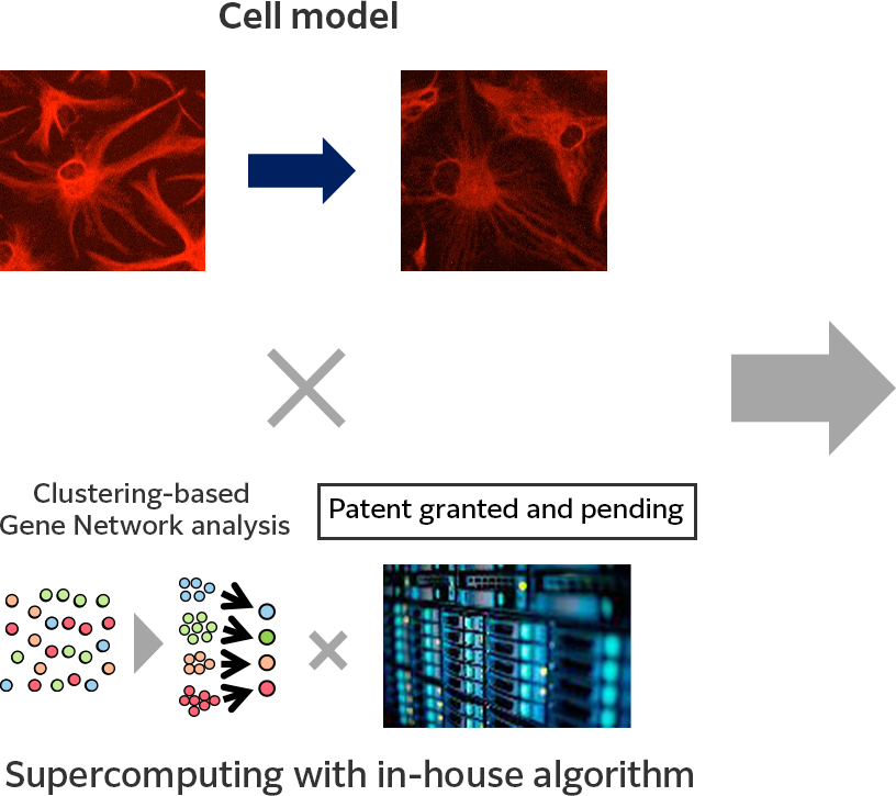 Two fluorescent microscope images of cells and the text "Clustering-based Gene Network analysis‘ and ’Supercomputing with in-house algorithm," along with an image of a supercomputer. The concept for analysing the correlation between astrocyte morphological changes induced by cytokine stimulation and gene information is described.