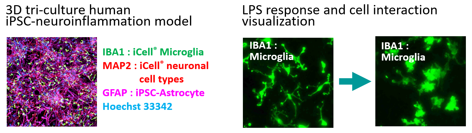 Fluorescent microscope images of neurons and co-cultured neurons. By co-culturing astrocytes and microglia and controlling their cellular ageing state, it is possible to reproduce cell-cell interactions similar to those observed in the brain and establish a model of neurodegenerative diseases.