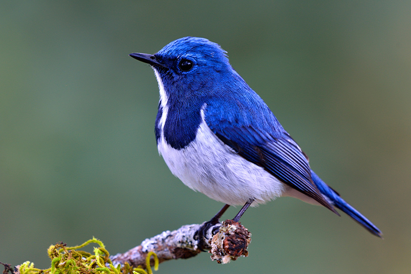 [photo] Observación de aves al aire libre