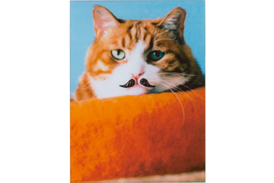 Mustache filter picture of a cat on the orange pillow