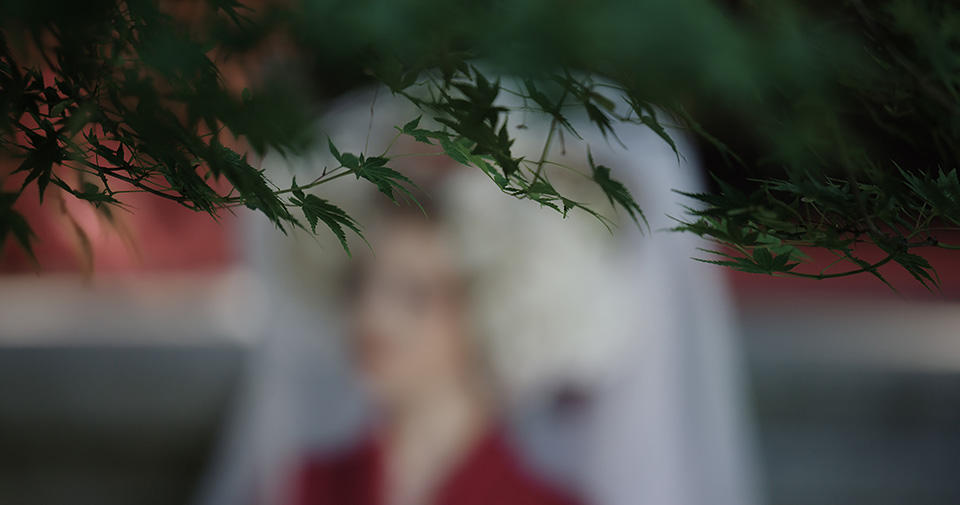 [photo] Close up of green tree leaves in focus with a blurry background