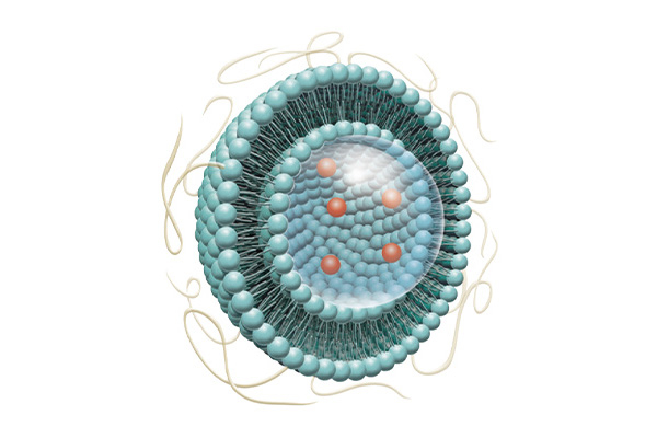 Schematic diagram of liposome