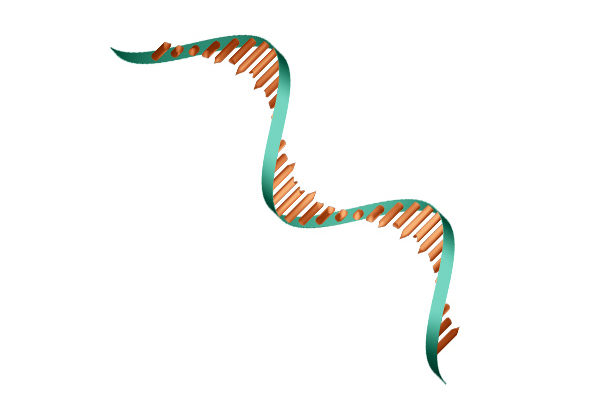 Schematic diagram of mRNA