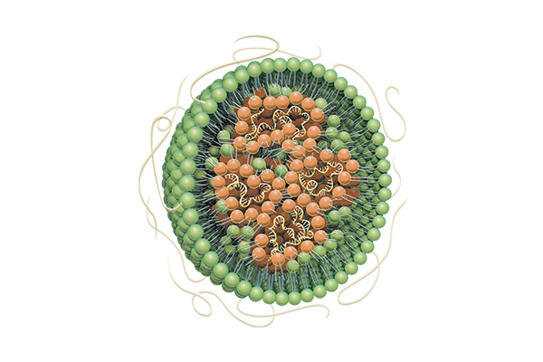 Schematic diagram of LNP