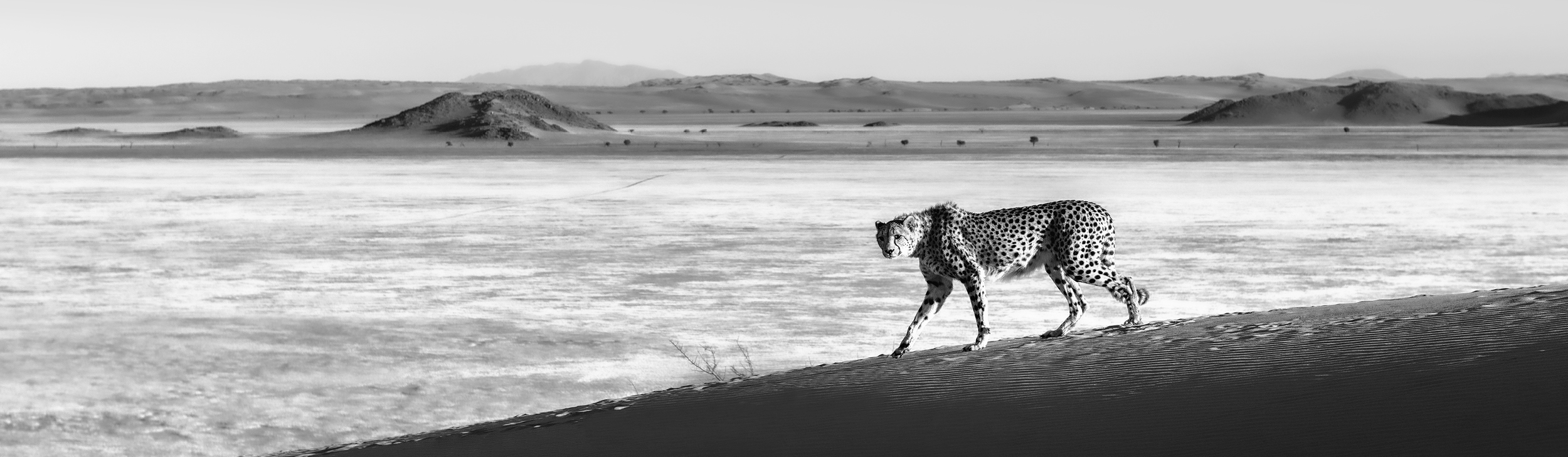 image of a big cat walking along the border of a see