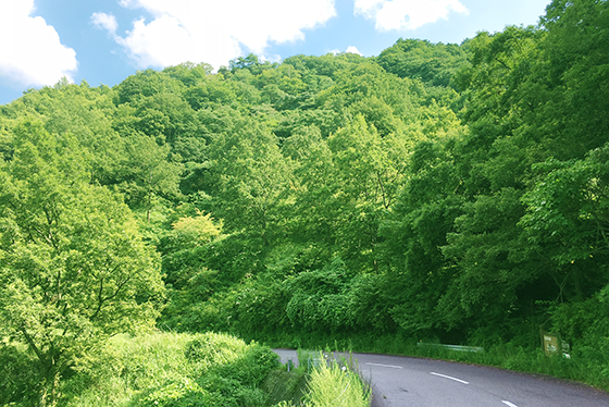 [immagine]Il continuo rimboschimento costruisce foreste