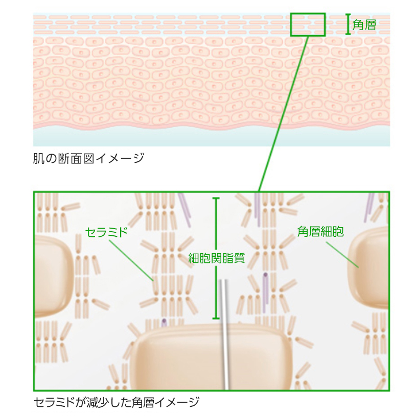 企業広告シリーズ 世界は ひとつずつ変えることができる Wヒト型ナノセラミド技術篇 Tvcm放映のご案内 富士フイルム 日本