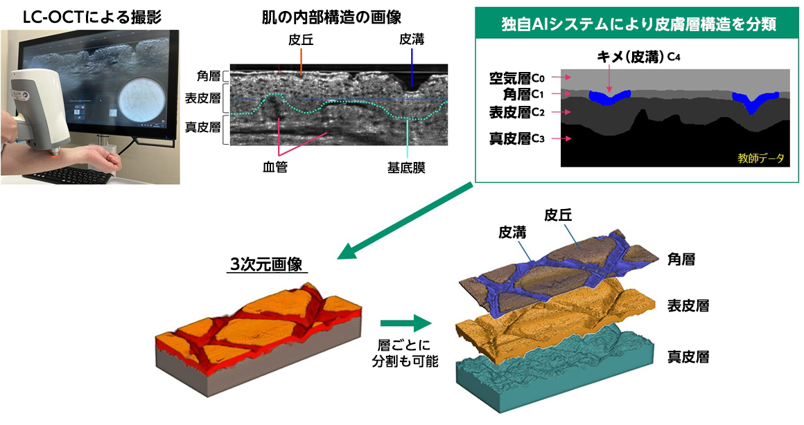 LC-OCTでとらえた皮膚の内部構造をAIシステムで角層と表皮層（表皮細胞層）、基底膜、真皮層、キメに分類・表示し、3次元画像で観察する手法