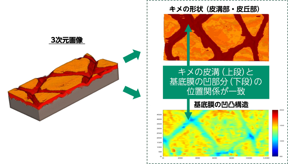 3次元画像をもとに分析した結果、キメの皮溝と基底膜の凹部分の位置関係が一致していた