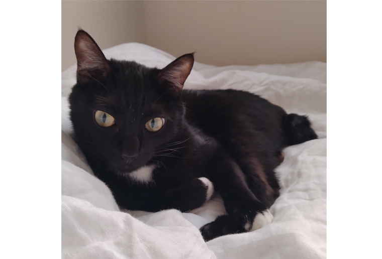 小笠原の保護猫