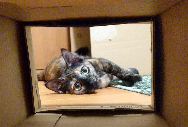 小笠原の保護猫