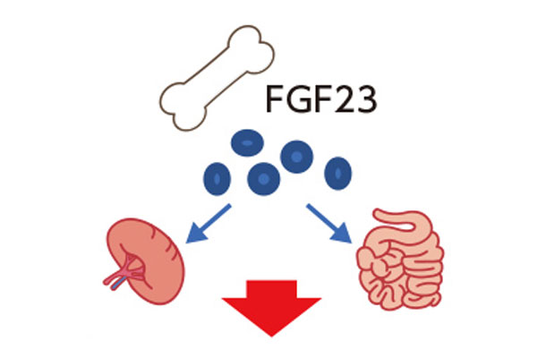 FGF23イメージイラスト