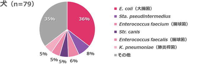 胸水・腹水から検出された菌の割合を示す円グラフ（犬）