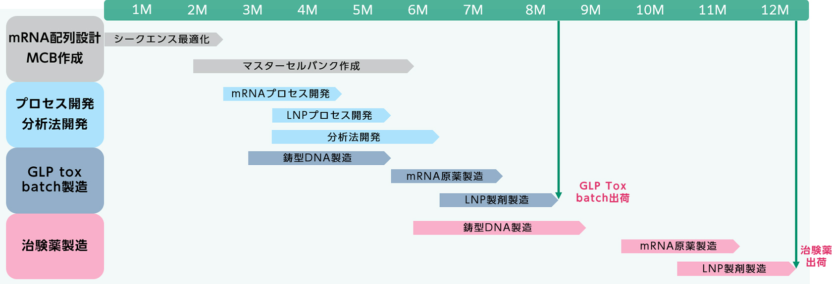 治験薬製造におけるmRNA配列設計からLNP製剤化までのタイムラインを示しております
