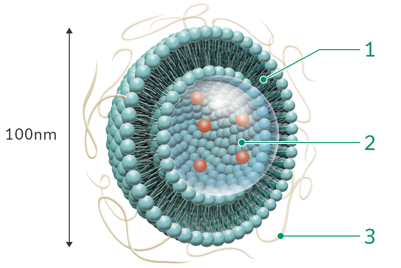 リポソームは脂質二重膜のカプセル構造になっており、さまざまな低分子原薬を内包化したり、注射剤のDDSとして使用することができます。
