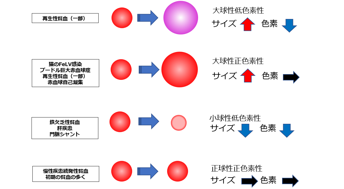 MCVとMCHCによる貧血の分類（簡易版）