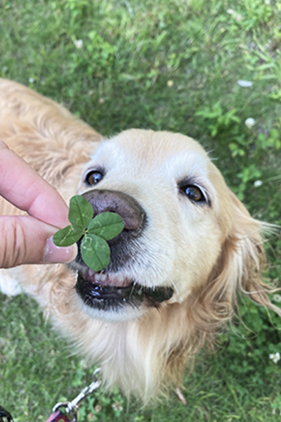 ゴールデン・レトリーバーの写真