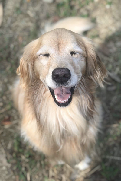 ゴールデン・レトリーバーの写真