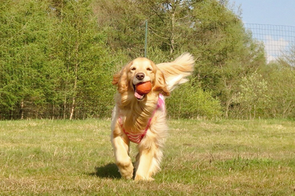 ゴールデン・レトリーバー