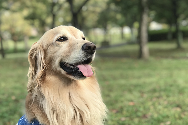 ゴールデン・レトリーバー
