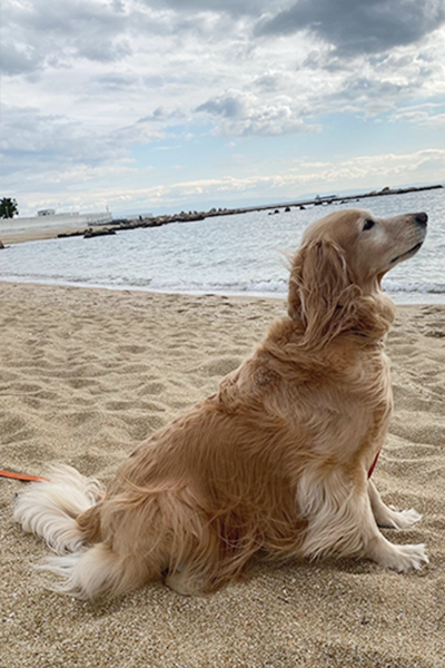 ゴールデン・レトリーバーの写真