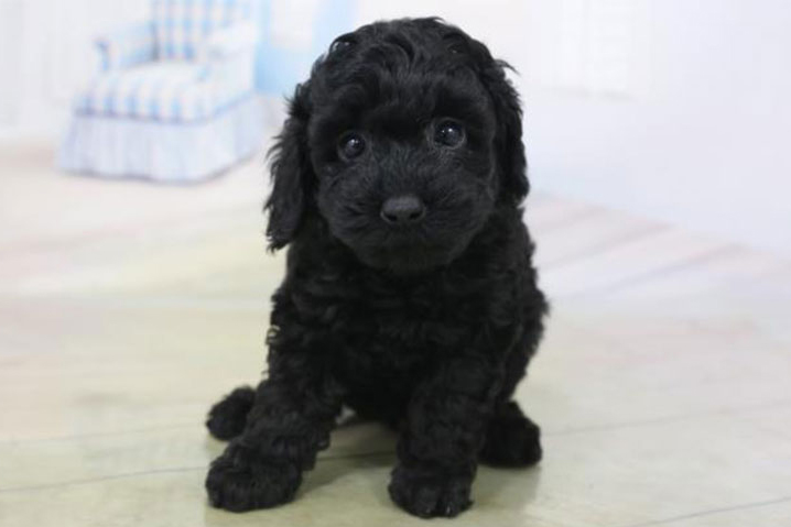 黒い子犬が室内の床に座っている写真