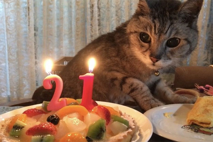 ろうそくが灯ったケーキのそばにいる猫の写真