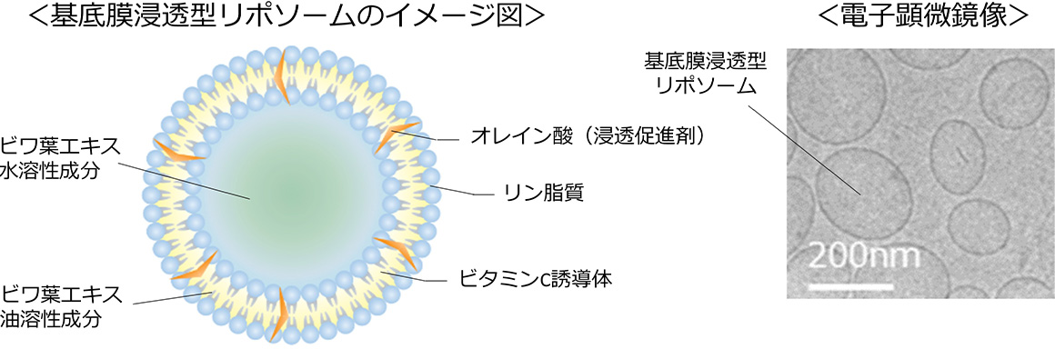 基底膜浸透型リポソームのイメージ図および電子顕微鏡画像