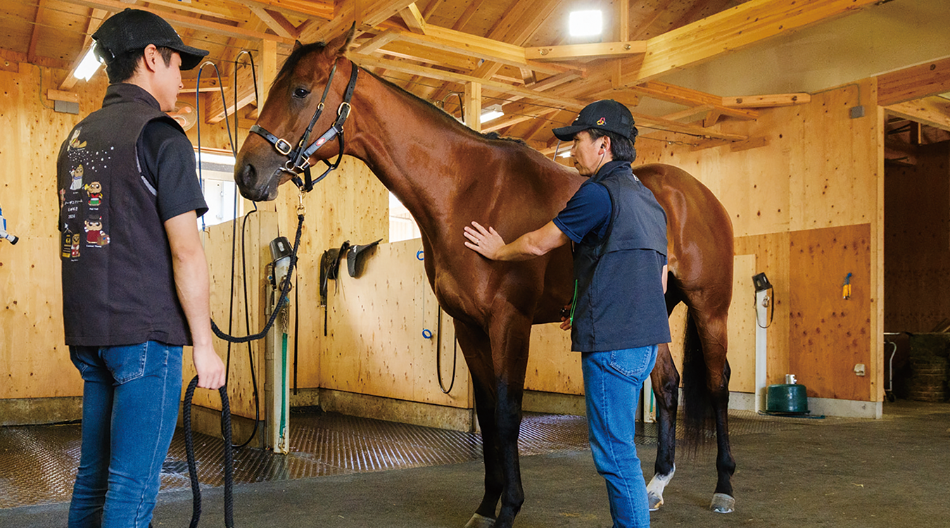 ウマに聴診器をあてている様子