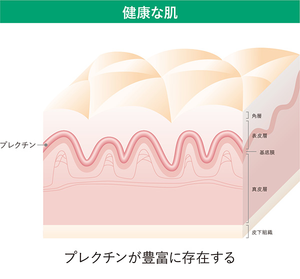 皮膚内部構造のイメージ図 健康な肌