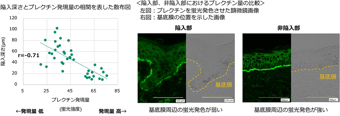 陥入深さとプレクチン発現量の相関を表した散布図および陥入部、非陥入部におけるプレクチン量の比較画像