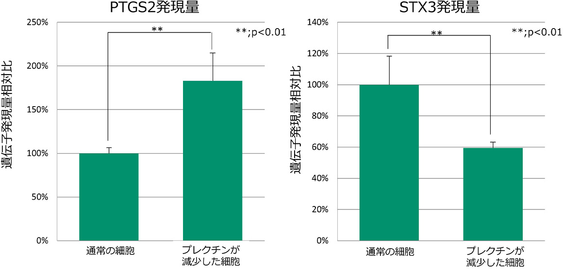 プレクチンが減少した細胞におけるメラニン産生および排出因子の発現量変化を表したグラフ