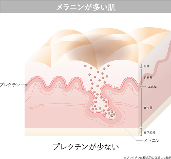 皮膚内部構造のイメージ図 メラニンが多い肌