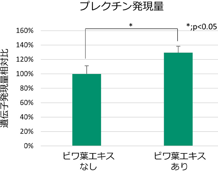 ビワ葉エキスによるプレクチン発現量を表したグラフ