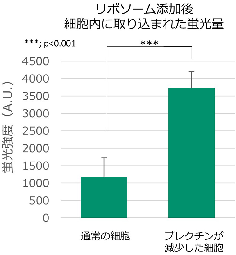 リポソーム添加後、細胞内に取り込まれた蛍光量を表したグラフ