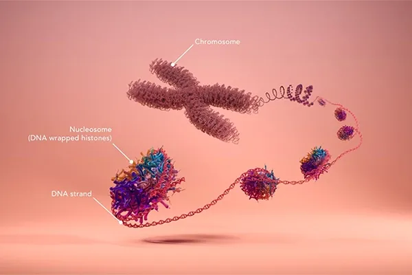 Nu.Q🄬 Vet Cancer Testのイメージ画像