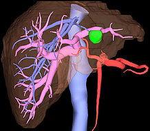 [image] 3D image of lung region with arteries and veins