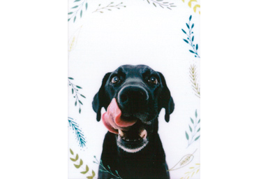 [photo] Foliage frame added to a photo of a dog with it's tongue out facing the camera