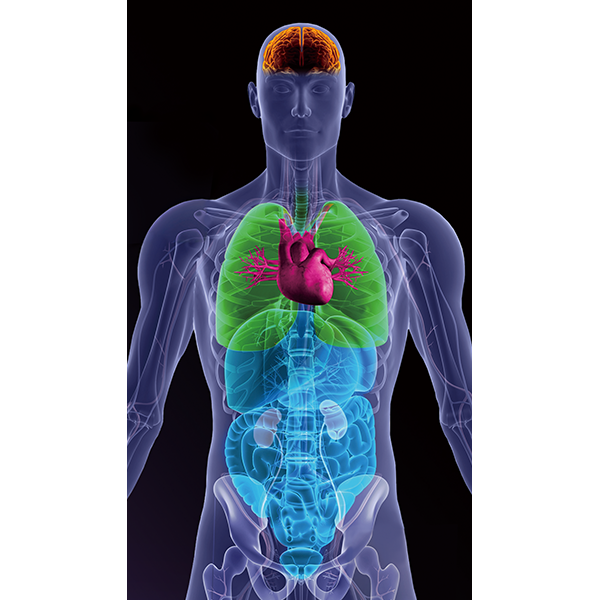 Here is an anatomical image depicting the three-dimensional anatomical structure from the head to the thigh.Overlaid on the image are illustrative renderings of organs automatically extracted from CT data using our 3D medical workstation, SYNAPSE 3D. The organs displayed include the head, heart, lungs, liver, pancreas, and colon.