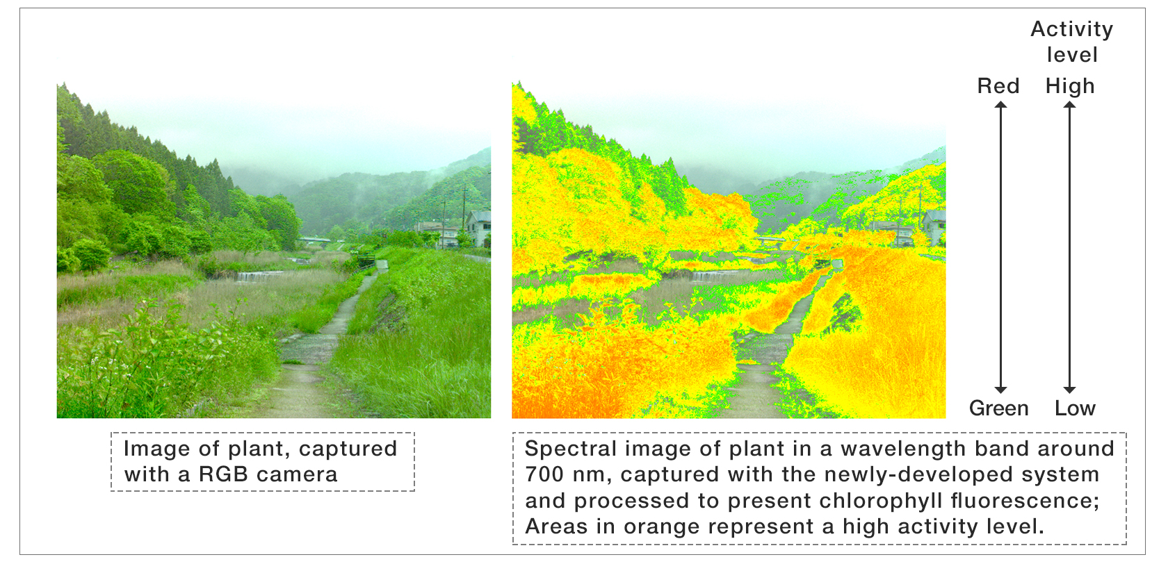 ①observation of plant growth