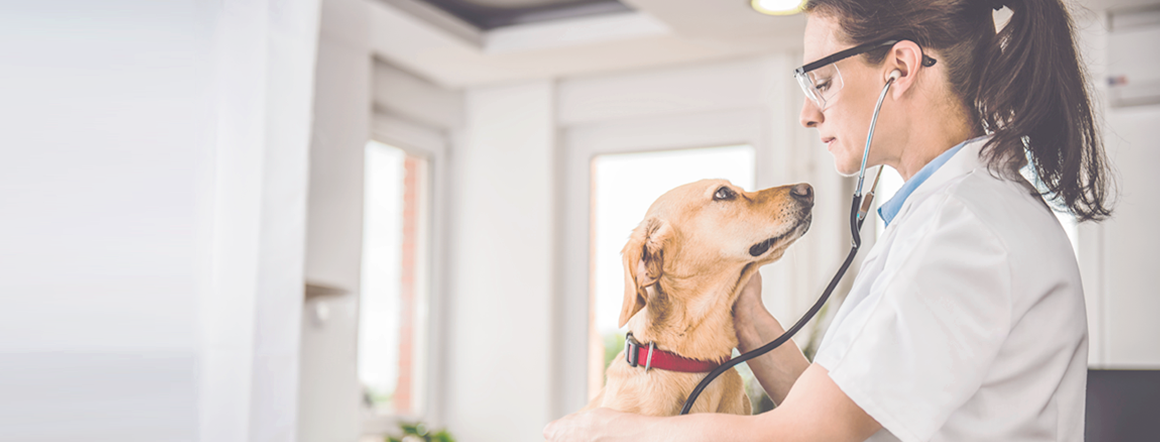 Veterinary healthcare professional wearing glasses and using stethoscope on yellow Labrador dog