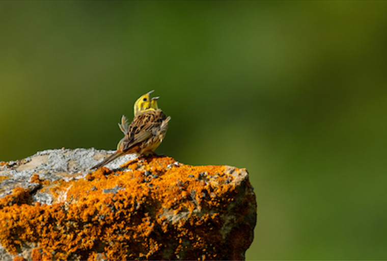 Image for illustrative purposes: wildlife photography