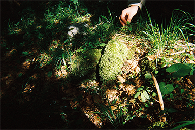 Close-up of a hand touching moss in a forest