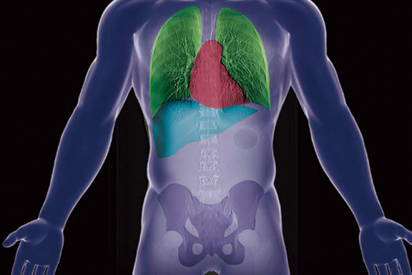 An anterior view diagram of the human body illustrating the recognition of the lungs, heart, liver, and pelvis using Fujifilm's automatic organ segmentation technology, which was developed by utilizing deep learning.
