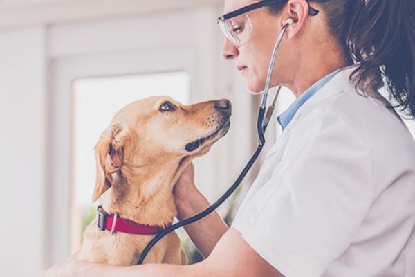 A doctor examining an animal